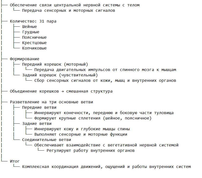 Строение и функции спинномозговых нервов